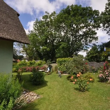 Red-throated Diver Modern Retreat *