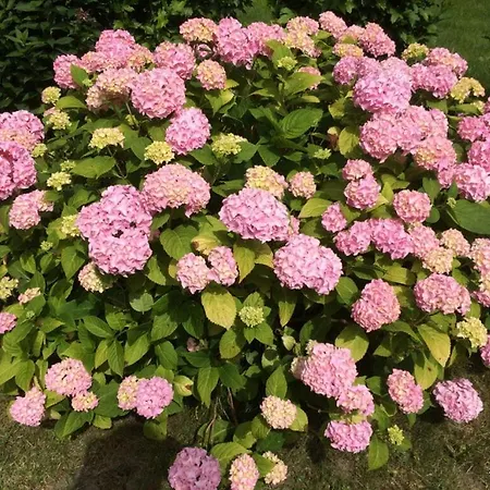 Red-throated Diver Modern Retreat Holiday home *