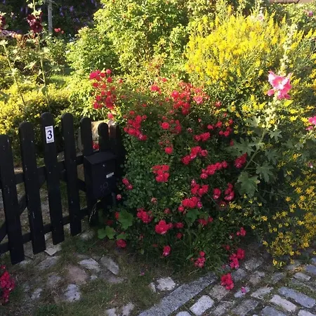 Red-throated Diver Modern Retreat *